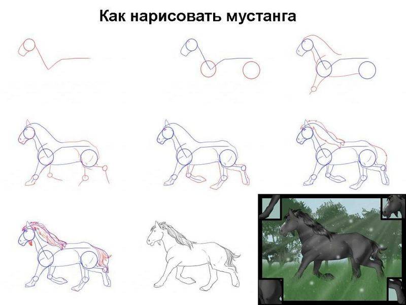 Как нарисовать мустанга